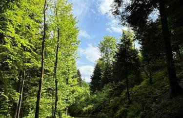 Malowany Las - Foto 28