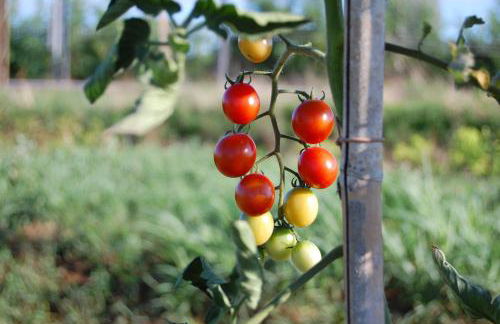 Società Agricola La Staccionata - Foto 28