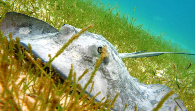 Akumal Bay + Balam Reserve Day Trip - Foto 5