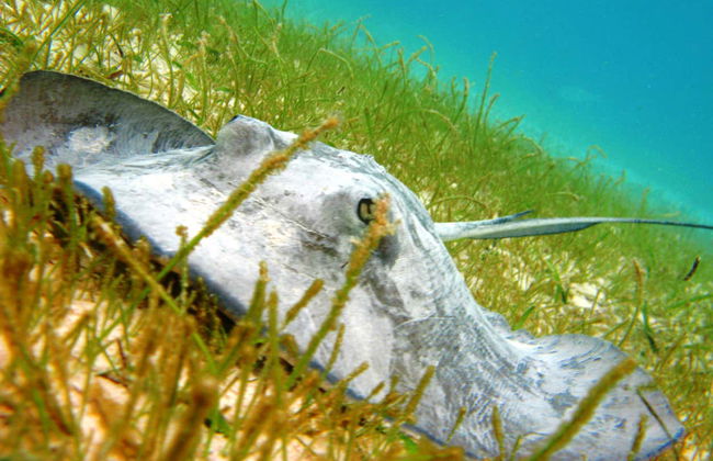 Excursión a la bahía de Akumal + Reserva Balam - Foto 5