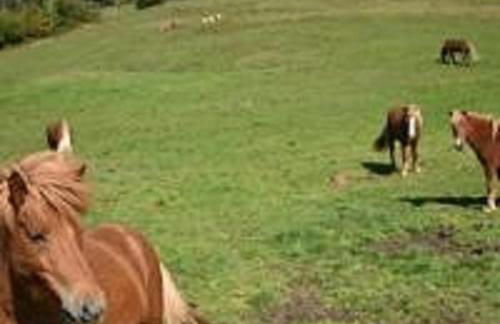 Wellnessoase mit Sauna und Whirlpool - Foto 36