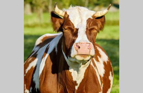 Ferienwohnung Schwarzwald - Foto 28