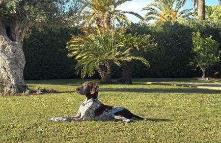 LA CALMA Espectacular villa con jardín y piscina en Menorca - Foto 66