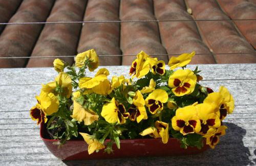 Vite diPinte 1 bilocale in langa - Foto 30