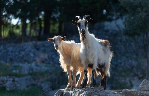 Villa Anja - Foto 65