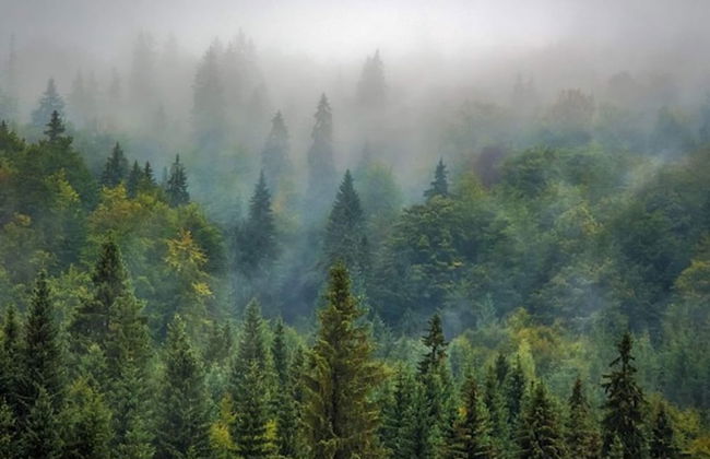 Lodge in Oignies Forest With Eco Design - Foto 22