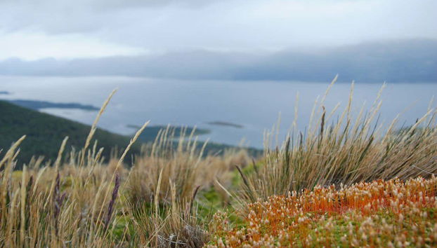 Nature on Navarino Island