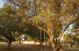 Olive Retreat - Photo 44