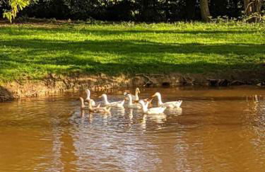 The Piggery - Foto 32