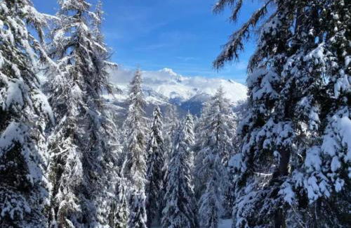 Le Rhododendron - Foto 11