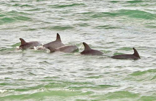 Topsail Treasure's - Oceanfront Luxury Spa Pool - Foto 51