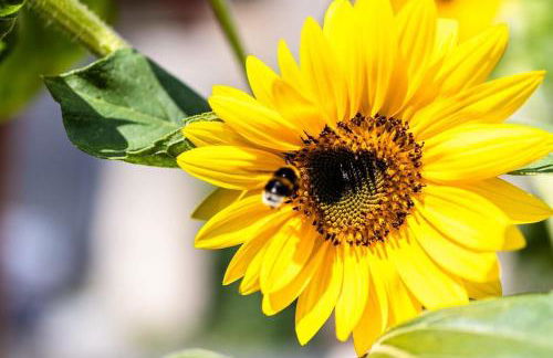 Stemnitsa Stone Residence - Comfy Mountain Getaway - Photo 41