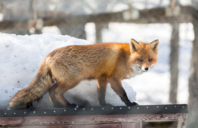 Entrada para el zoo de Ranua - Foto 3