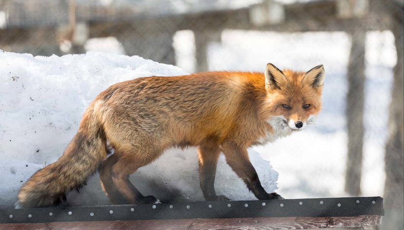 Billet pour le Ranua Wildlife Park - Photo 3