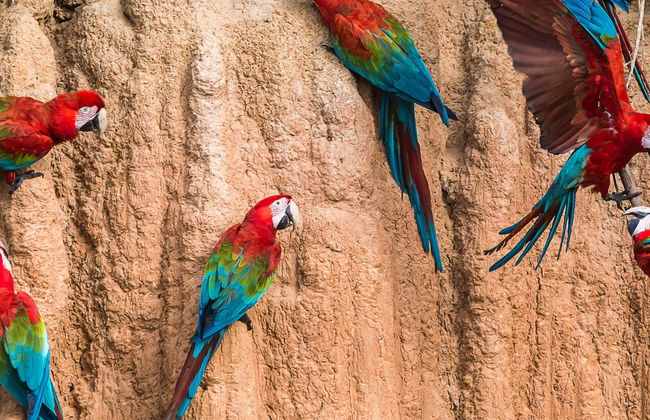 Chuncho Collpa Tour 2/3 Day Tour - Foto 1