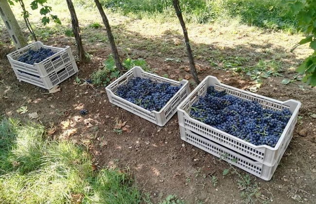 Agriturismo El Crear - Photo 37