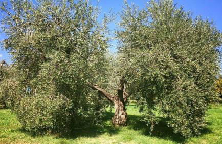 La Collina Degli Ulivi - Foto 14