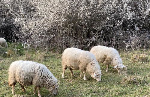 Landhaus-Villa auf dem Berg - Foto 60