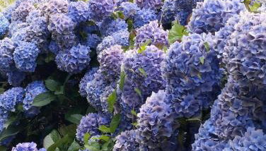 Nature et Bord de Mer - Foto 4, Garden