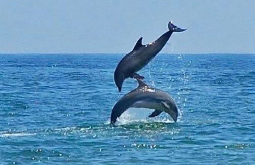 Favone Mini Villa Playa del Oro - Foto 30