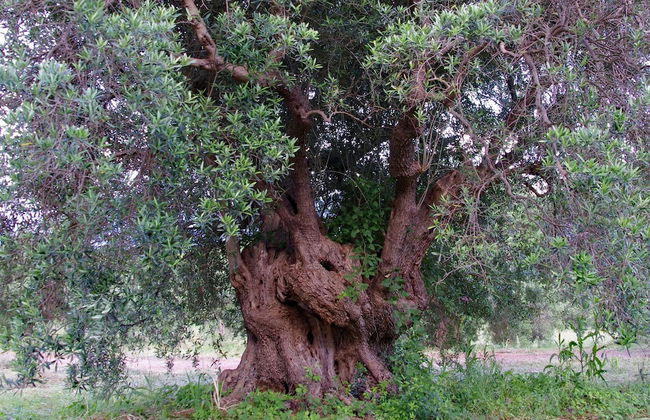 Villa Belvedere - Foto 39