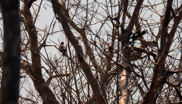 Andranomena Special Reserve - Photo 5