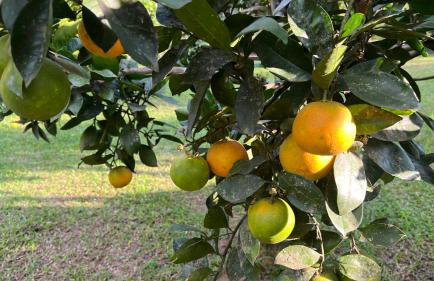 Pousada Família Pein - Foto 23