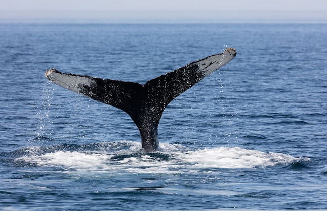 3BR Great View Luxury Villa at Cabo San Lucas - Foto 72