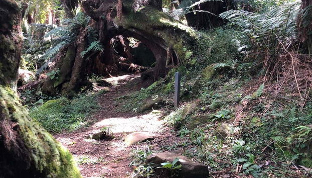 Trilha dos Xaxins - Foto 5