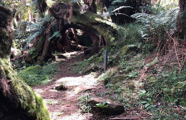 Trilha dos Xaxins - Foto 5