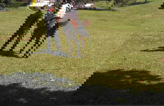 Villa Ciater Highland - Foto 64