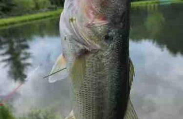 Barn Vibes + Petting Zoo + Hot Tub! - Foto 26