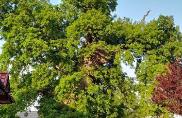 Apartamenty Pod Debem (Ferienwohnungen an der uralten Eiche) - Foto 12