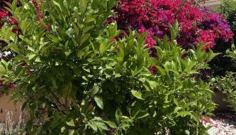 Holiday Home in Sa Ràpita mit Großer Terrasse by Interhome - Foto 5