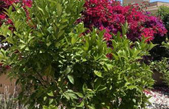 Holiday Home in Sa Ràpita mit Großer Terrasse by Interhome - Foto 5