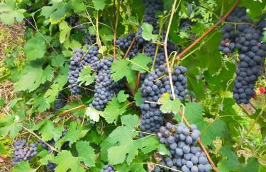 casa vacanza da ghislin - Foto 41