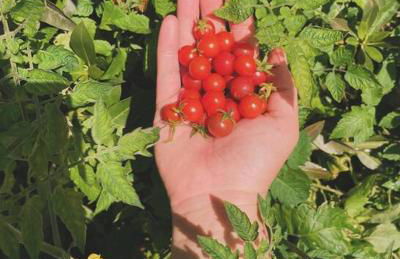 Bienvenidos a la Pequeña Selva de Legnalife - Foto 46