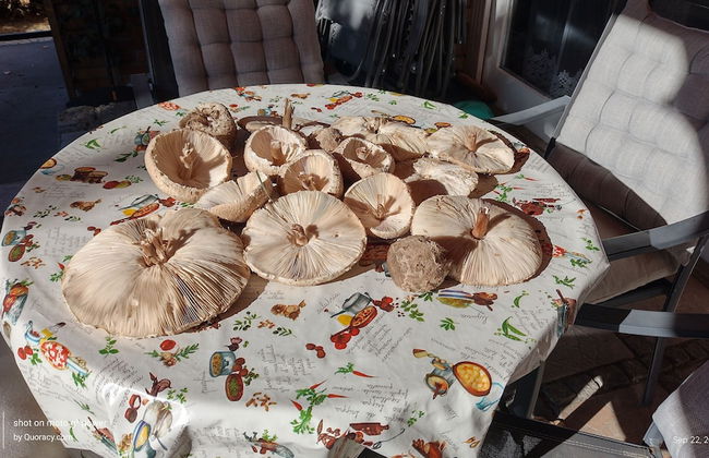 Agroletnica Country house - Foto 36