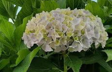 Casa Pinna Levo di Stresa - Foto 14