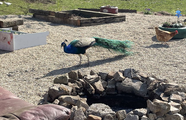 Farm Stay Property Pets and Families Welcome - Foto 43