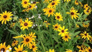 Beautifully Furnished Barn Getaway Located on a Sustainable Living Farm near Metropolis, Illinois - Foto 4