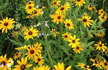 Beautifully Furnished Barn Getaway Located on a Sustainable Living Farm near Metropolis, Illinois - Photo 4