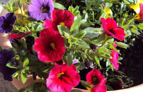 Gästehaus Fischer - Foto 20