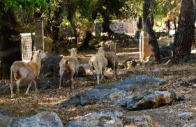 Agroturisme Son Cardaix - Foto 18