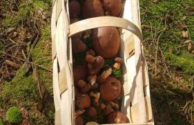 Rosenhaus Nähe Bodden und Ostsee an den Kranichfeldern - Foto 38