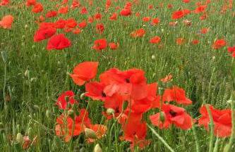 Apartment zum Spaal by Interhome - Foto 31