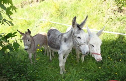 Urlaub im Herrenholz - Foto 19