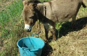 Agriturismo Su Solianu - Foto 34