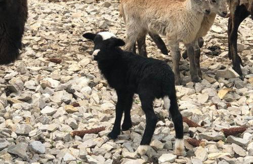 Cozy Farmhouse near Mammoth Cave on 45 acre farm - Foto 17