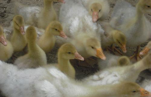 Agriturismo Biologico Villa Rosa - Photo 42